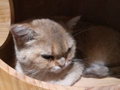 -喵屿·大理花园猫咖