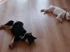 -柴犬小屋·柴餐厅·狗咖食堂(金鼎广场店)