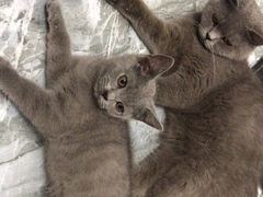-喵zoo家庭繁育猫舍(尖东智能花园店)