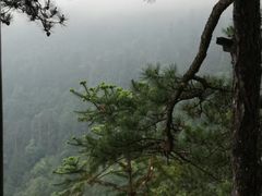 -天目山大树王景区