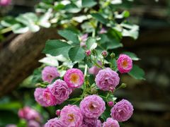 -周口店坡峰岭风景区