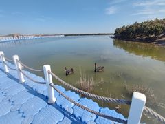 -南大港湿地风景区