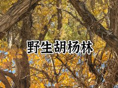-金塔沙漠胡杨林景区