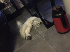 -佳怡动物医院·平价24小时·猫专科骨外科