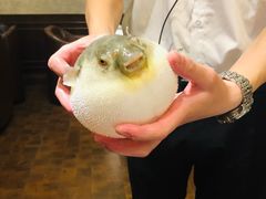 -肆月河豚·新淮扬(金融街店)