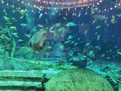 -亚特兰蒂斯•OSSIANO奥西亚诺海底餐厅