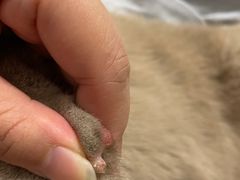 -瑞派康怡24h宠物医院·犬猫医疗中心·微创绝育(瑞景分院)