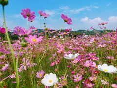 -红山村