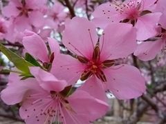 -西青郊野公园
