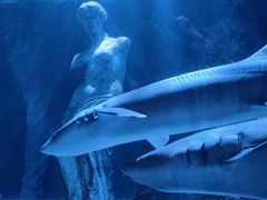 -太平洋海底世界