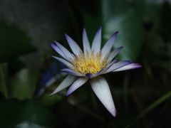 -西园寺素食(西园弄戒幢律寺店)