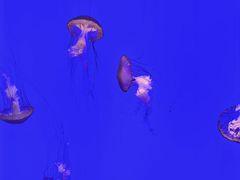 -上海海洋水族馆