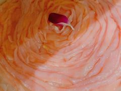 -五星桥原切肥牛火锅·30年专注好牛肉(湖塘店)