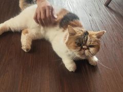 -猫岛主趣味餐厅(鼓浪屿店)