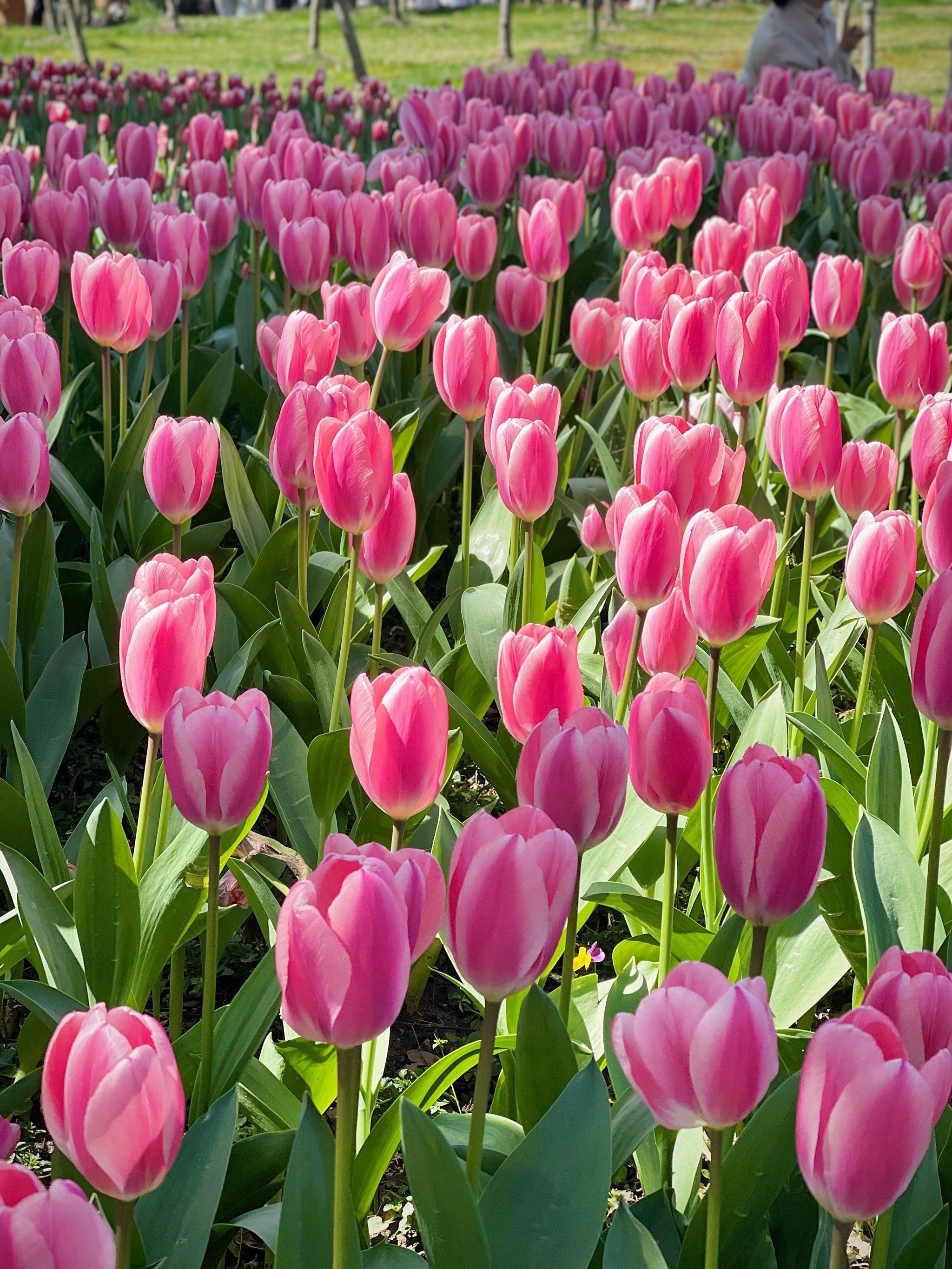 春三月 日湖公园