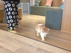 -CAT’S MEWSTAR CAFE·喵星球猫屋(晴湾咖啡店)