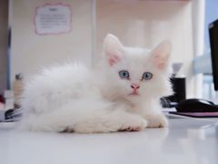 -康乐宝动物医院