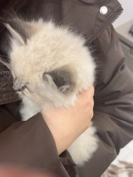 -金铂丽轻奢沙龙•直营