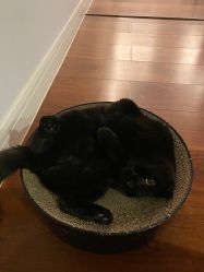 -飛凡TATTOO纹身•原创