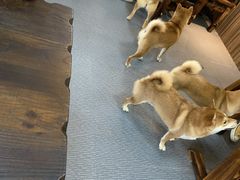 黑柴好像叫白菜-柴源莊·柴小宠柴犬咖啡