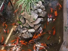 -向阳庄烧烤店(望京西园店)