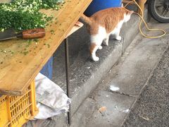 -正宗杂粮煎饼香软鸡蛋饼