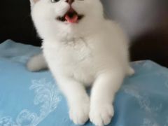 -欣宠猫屋·矮脚拿破仑·蓝金金渐层