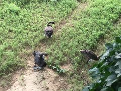 -北京麋鹿生态实验中心