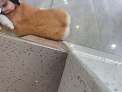 -半岛宠物医院24小时·内窥镜·牙科·碎石中心(府城大道店)