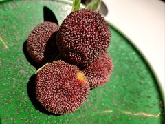 -荣轩(新荣记环球金融中心店)