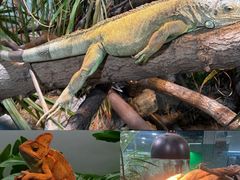 -上海大自然野生昆虫馆(东方明珠·爬宠昆虫探索中心)