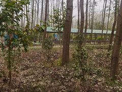 -合肥滨湖国家森林公园