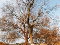 -盘龙城国家考古遗址公园