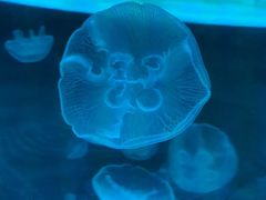 -沙沙哗啦海洋馆(华宇百花谷店)