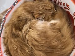 -平行世界·猫咖(首经贸店)