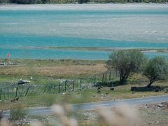 -马白开来特色羊排揪片子  (总店)