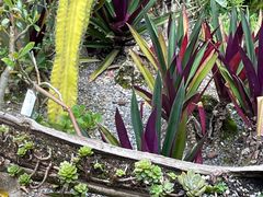-中国科学院西双版纳热带植物园