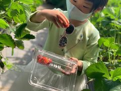 -甜心庄园·甜心草莓采摘园(西青中北店)