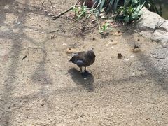 -新加坡飞禽公园