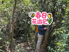 -东莞市大岭山森林公园