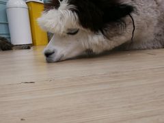 -安格丽娜·狗咖·猫咖羊驼咖(春熙路百盛商场店)