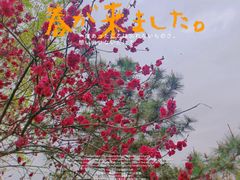 -西安青龙寺遗址景区