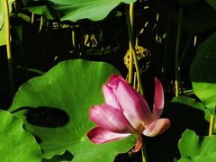 -保定东湖公园(莲池区)