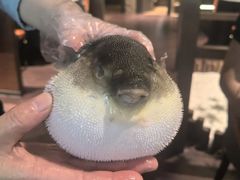 -肆月河豚·淮扬菜·湘菜(华天店)