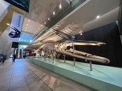 -墨尔本博物馆(Melbourne Museum)