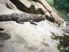 -上海大自然野生昆虫馆(东方明珠·爬宠昆虫探索中心)