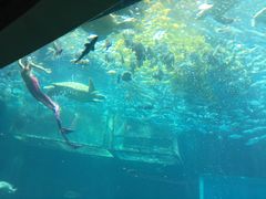 -海棠湾洲际-涛·海底餐厅·美人鱼·自助餐·海底隧道
