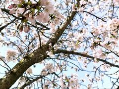 -高东镇樱花园