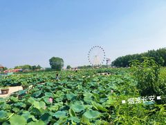 -白洋淀景区
