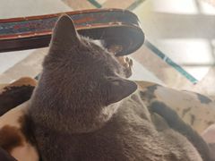 -猫色咖啡·猫咖